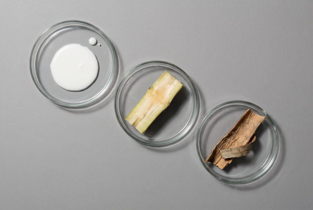 Three glass petri dishes holding milk, a cut piece of sugarcane and a strip of willow bark